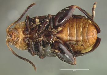 Media type: image; Entomology 18767   Aspect: habitus ventral view